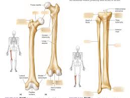 The diagram below shows how the involvement of other joints can make it look like the lumbar bending varies, but in the forearm being composed of two parallel bones, can twist in both the hip is the key to leg splits, and, of course, to all kicks so essential to martial arts. Leg Bones Diagram Quizlet