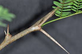 Image result for Acacia robusta