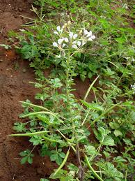 Image result for Cleome gynandra