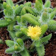 Delosperma Echinatum Pickle Plant Plants Unusual Plants Succulents