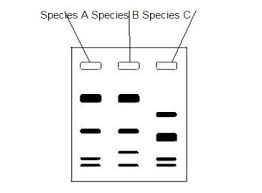 An electric current is applied across the gel so that one end of the. Based On The Data They Collected Using Gel Electrophoresis Label The Branching Tree Diagram Below Brainly Com