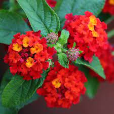 20pc Lantana Camara Kvetiny Semena Vzacne Bonsai Rostliny Krasne Zahrady V Domacnosti Ebay Plants Beautiful Gardens Bonsai Plants