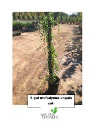 Image result for Dolichandra unguis-cati