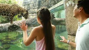 *the zoo is closed during the day on thanksgiving, christmas eve, and christmas day. Jacksonville Zoo Offering Free Admission For Kids In November