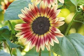 The double flowers are hybrids that have a low level of pollen. Top 10 Sunny Sunflower Varieties Flower Garden Birds Blooms