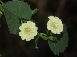 Image result for Merremia verecunda