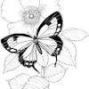 Printable butterfly print out 37 free coloring book with for new butterfly free printable coloring pages. 1