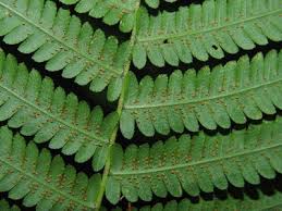 Image result for Pneumatopteris afra