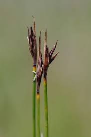 Image result for Schoenus