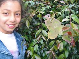 máximo castro vengoechea