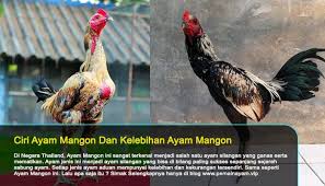 Ciri Ayam Mangon Dan Kelebihan Ayam Mangon Di 2020 Ayam Jenis Sejarah