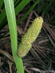 Image result for Artabotrys collinus