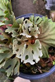 Image result for Platycerium