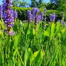 Image result for Pontederia