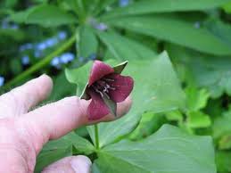 Image result for Psychotria sublyrata