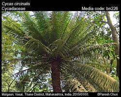Image result for Cycadaceae