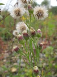 Image result for Erigeron bonariensis