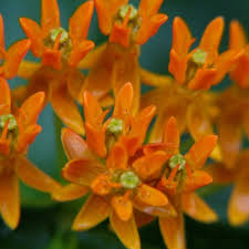 Image result for Asclepias longissima