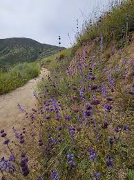 Image result for Cuviera semseii