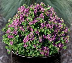 Image result for Polygala products