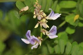 Image result for Abrus melanospermus