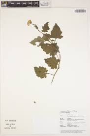 Image result for Bothriocline ugandensis