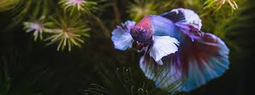 Where Do Betta Fish Live In The Wild