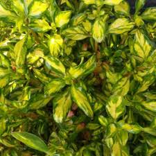 See more ideas about gowns, evening gowns, dresses. Coprosma Evening Glow Vente En Ligne De Plants De Coprosma Evening Glow Pas Cher Leaderplant