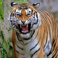 Tiger Free Stock Photo Close Up Of A Tiger Growling 9319 Angry Tiger Animals Wild Tiger Attack