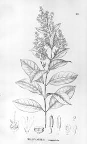 Image result for Motandra paniculata