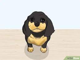 4 Ways To Train Or Help A Puppy Stop Crying When Locked Up Or Outside