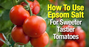 Magnesium is very important for cell wall development in plants and also helps plants absorb essential nutrients like phosphorous, nitrogen. Epsom Salt For Tomatoes Make Them Sweeter And Tastier