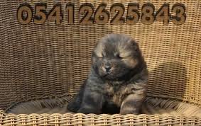 Cin Aslani Yavru Fiyatlari 05412625843 Aslan Cin Chow Chow