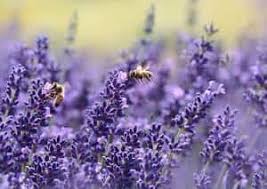 Although i speak of cat fleas, the cat flea is the flea that is most commonly found on dogs. Is Lavender Oil Safe For Cats Everything You Need To Know