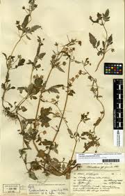 Image result for Calceolaria tripartita