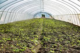 Plants require 16 elements for normal growth and reproduction. Greenhouse Vegetables Photo Image Picture Free Download 501161341 Lovepik Com