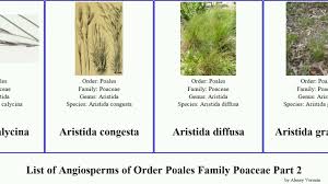 Image result for Aristida diffusa
