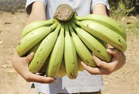 Check spelling or type a new query. Harvesting Banana Trees Tips On When And How To Harvest Bananas At Home