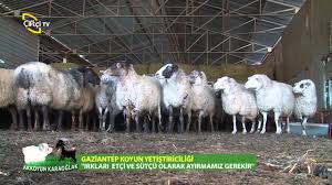 Akkoyun Kara Oglak Koyun Yetistiriciligi Gaziantep Youtube