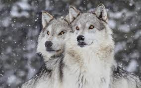Facts about wolves, gray wolf, arctic wolf, red wolf. Wolves Are Coming Back To Colorado Now Comes The Tricky Part Sierra Club