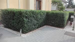 Приземистым (ulmus pumila l.) в условиях его интродукции. Schnell Wachsende Hecke