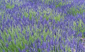 Die Besten Lavendelsorten Fur Garten Und Balkon Garten Lavendel Lavendel Provence Lavendel