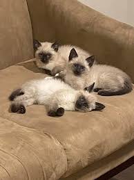 Make your own cinnamon sugar spice blend at home instead of buying a premade mix at the supermarket to save money. Cat Crew Rescue Sugar F Spice M And Cinnamon M Facebook