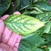 Iron deficiency can have a significant economic impact depending on the timing of the deficiency during the crop production cycle. 1