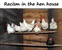 Chickens Memes Best Crazy Chickens Humor Funny Xdpedia Com Does your chicken strips strip. crazy chickens humor funny