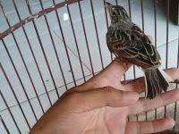 Di sini, kami akan menyuguhkan gambar burung elang yang asli dan paling keren yang ada di dunia ini. Kelebihan Branjangan Ntb Yang Tidak Banyak Diketahui Orang Seputar Burung