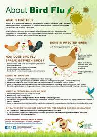 Bird flu is spread to humans through close contact with an infected animal, dead or alive. Bird Flu