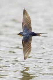 Different Birds And Their Meanings Symbolism Swallow Barn Swallow Birds Swallow Bird