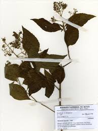 Image result for Hoslundia