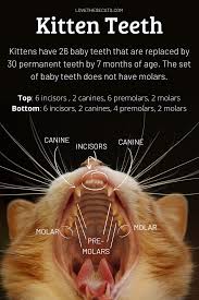 If you have separated a mommy cat and her grown kittens for more than a day, you might be surprised to find her less than tolerant but she can still experience a sense of loss at their separation, especially if her babies are taken away prematurely. Pin On Best Of Love These Cats